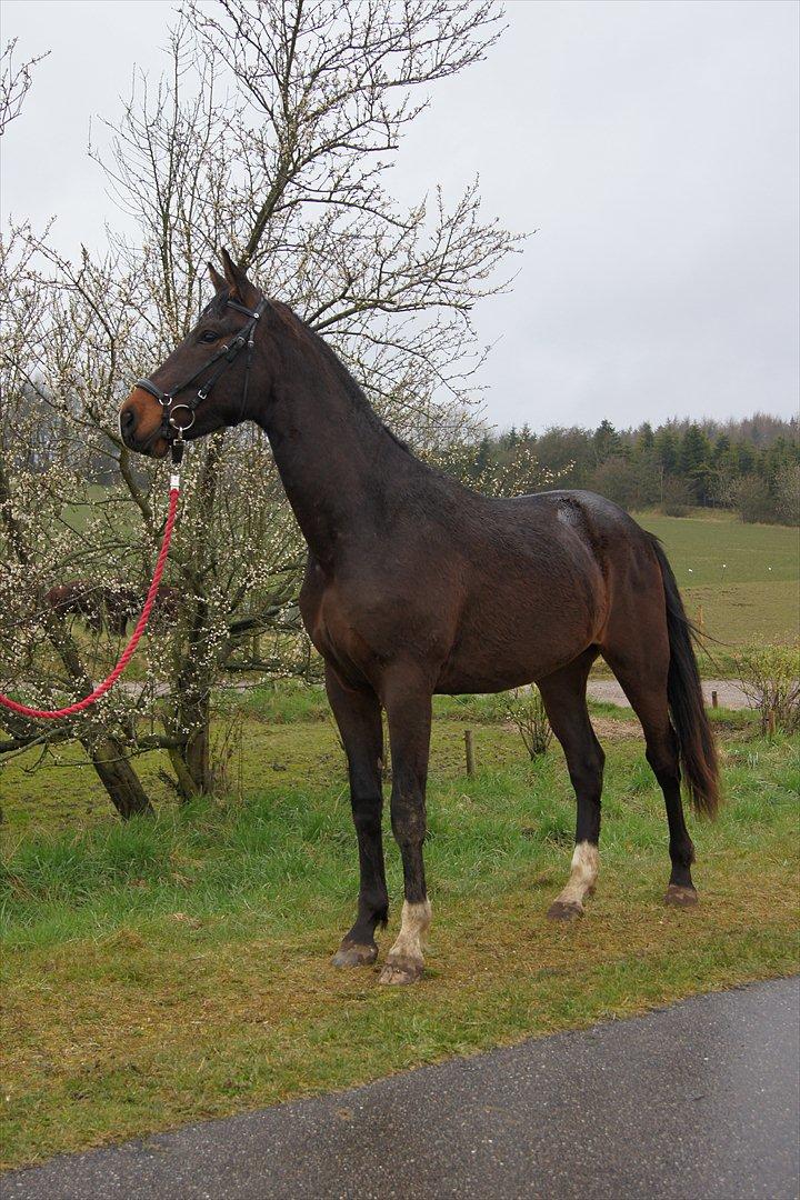 Dansk Varmblod Dortheasmindes Domino - Nu med bid billede 15