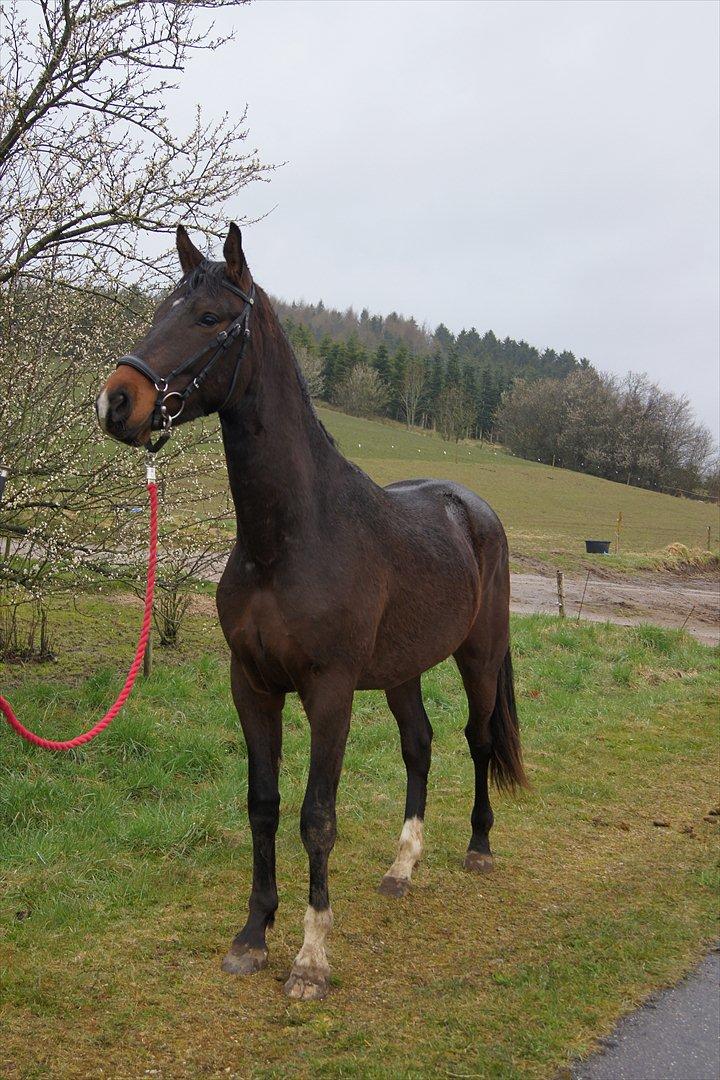 Dansk Varmblod Dortheasmindes Domino - Min store dreng. 2 år og 1.65 m. i stg. billede 16