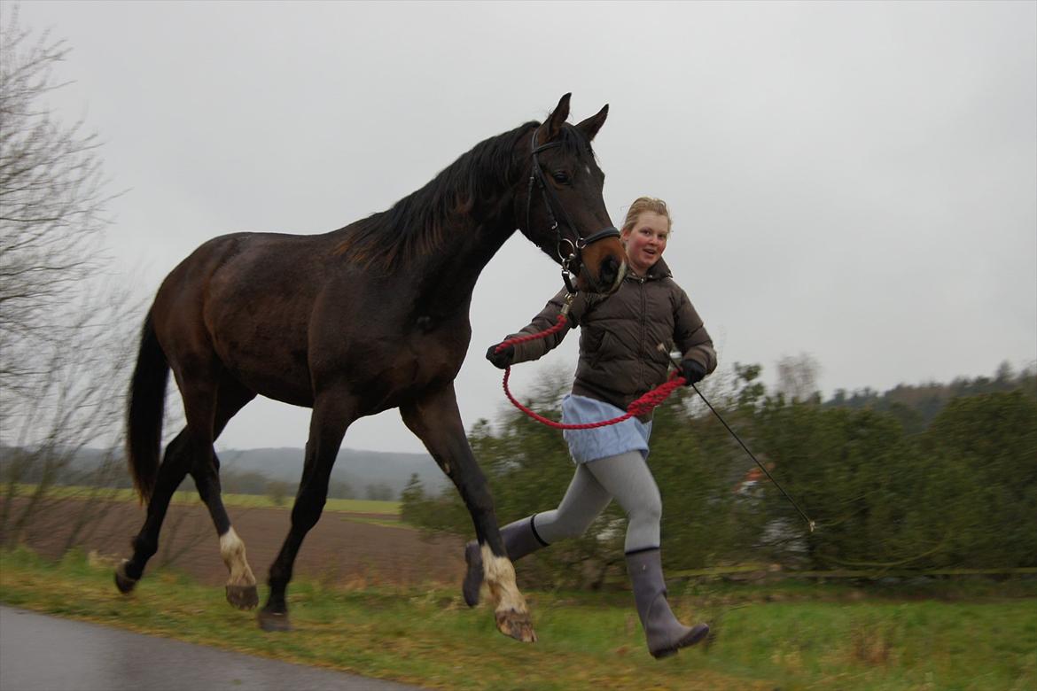 Dansk Varmblod Dortheasmindes Domino - Og traven fejler da heller ikke noget... billede 17