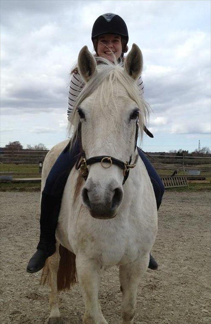 Lusitano Quanza  - Bareback og bidløs på skønheden billede 1