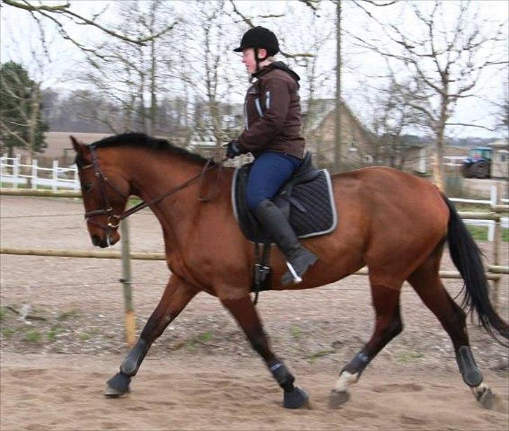 Dansk Varmblod Starlights Yasmin - Smukke himmelhest billede 4