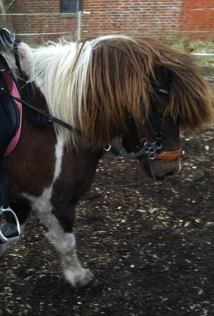 Anden særlig race Grøndahls Pepsi (Pepser) - 2012 billede 15
