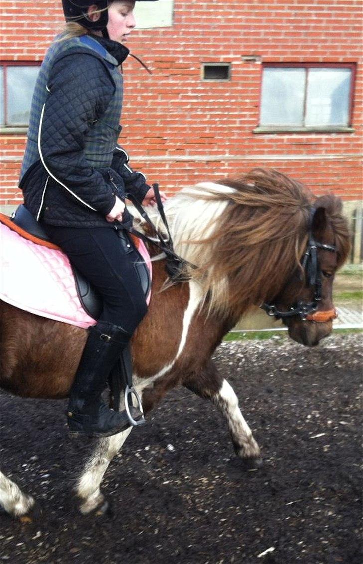Anden særlig race Grøndahls Pepsi (Pepser) - 2012 billede 16