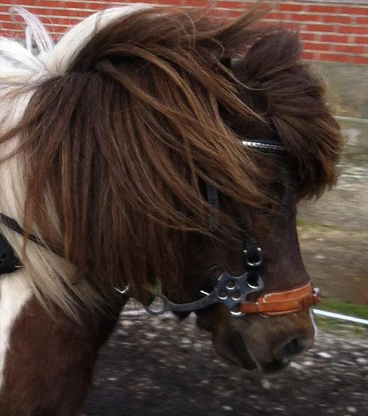 Anden særlig race Grøndahls Pepsi (Pepser) - 2012 billede 17