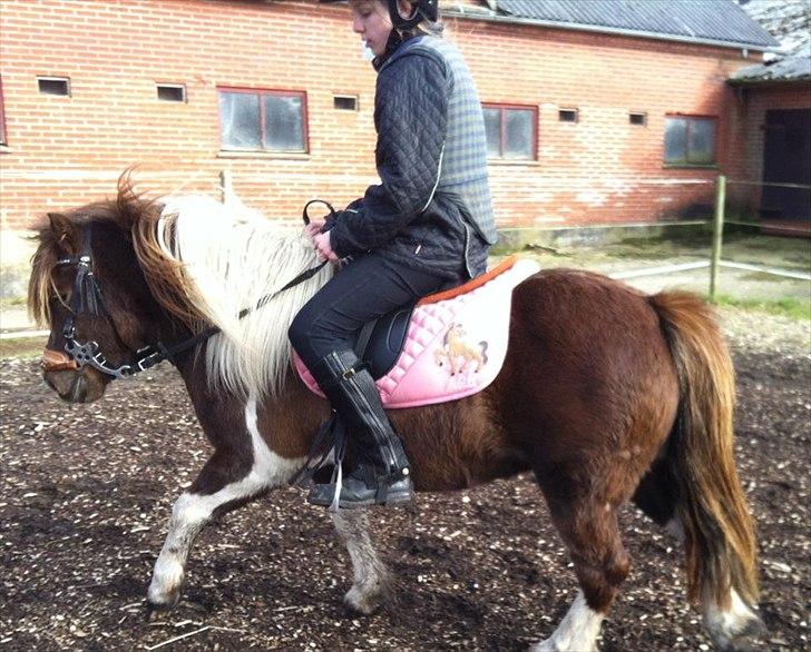 Anden særlig race Grøndahls Pepsi (Pepser) - 2012 billede 18