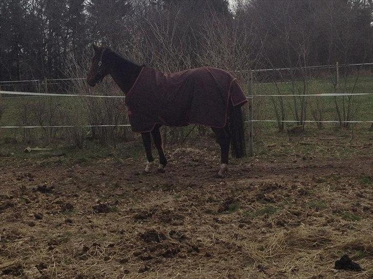 Dansk Varmblod Rusla Boesgaard - fra 12-04 2012 billede 3