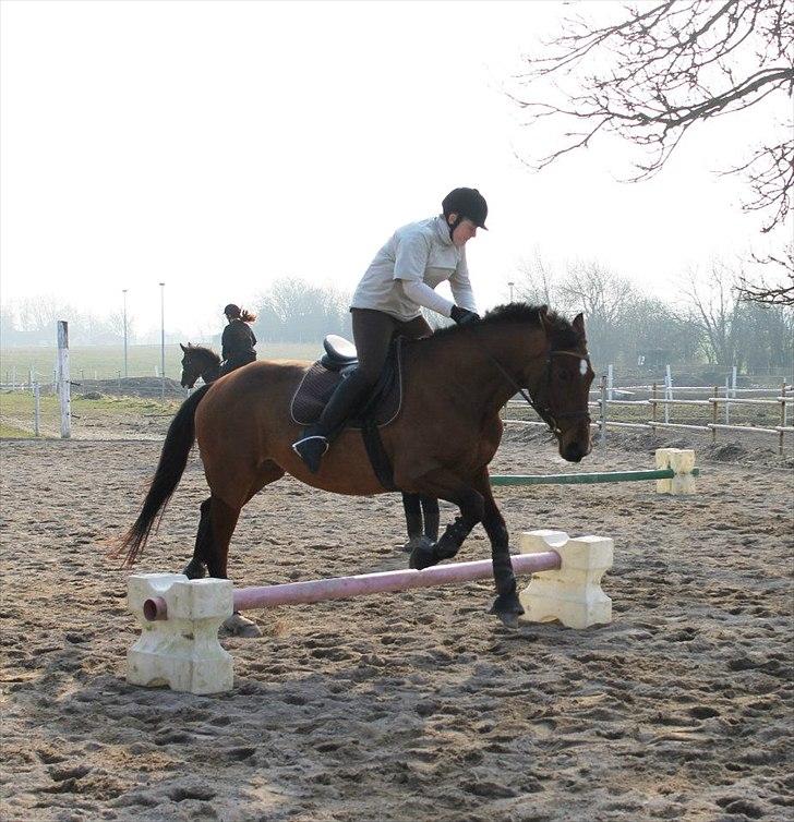 Dansk Varmblod Starlights Yasmin - Smukke himmelhest billede 7