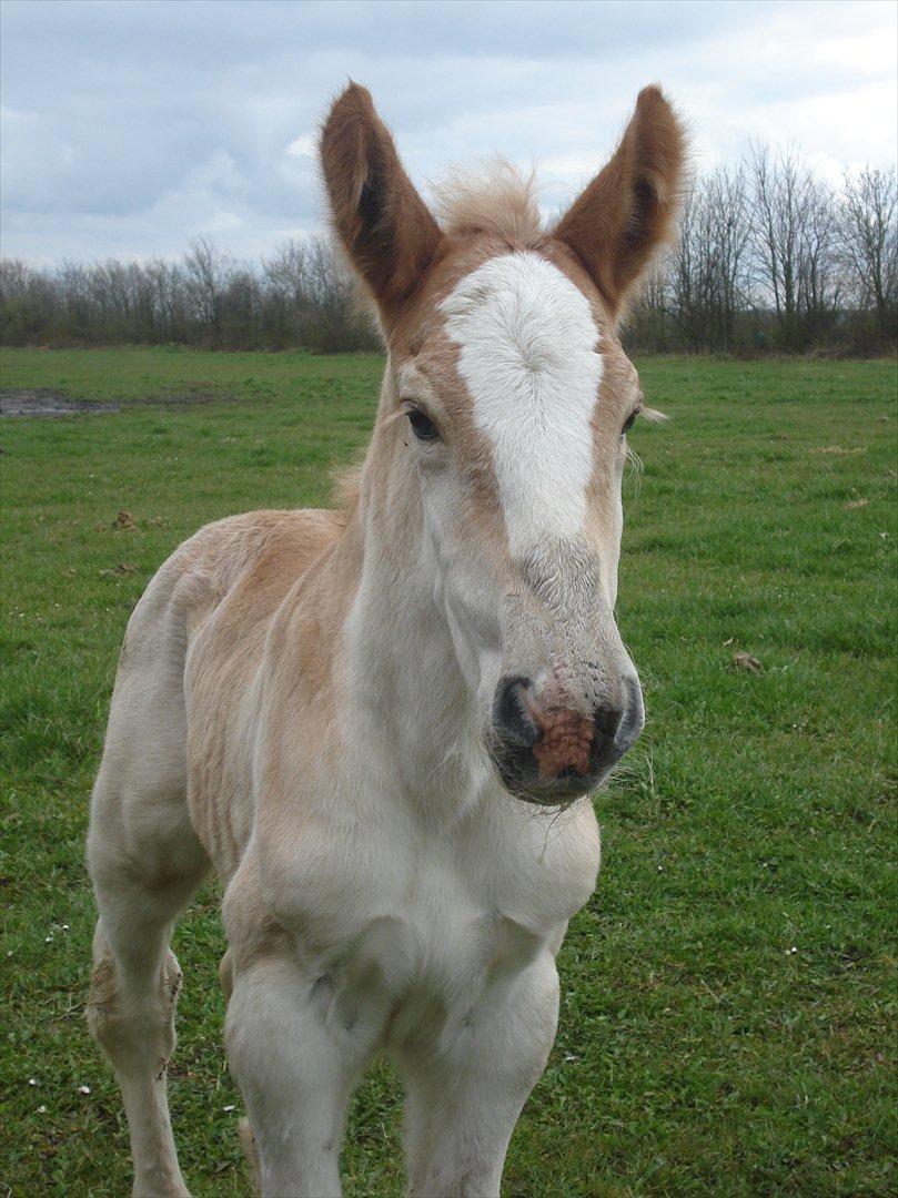 Jyde Alfred Af Veerst RIP billede 1