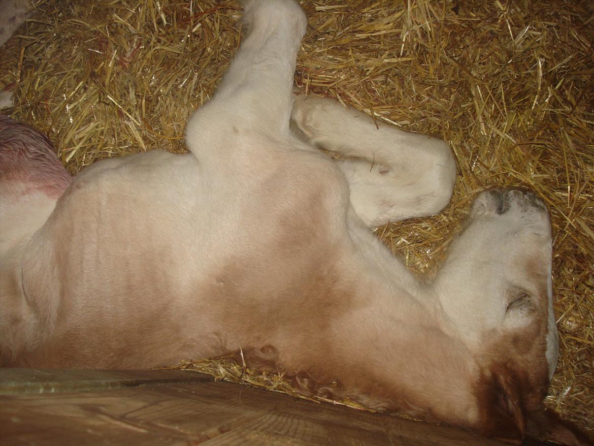 Jyde Alfred Af Veerst RIP - jeg sover billede 2