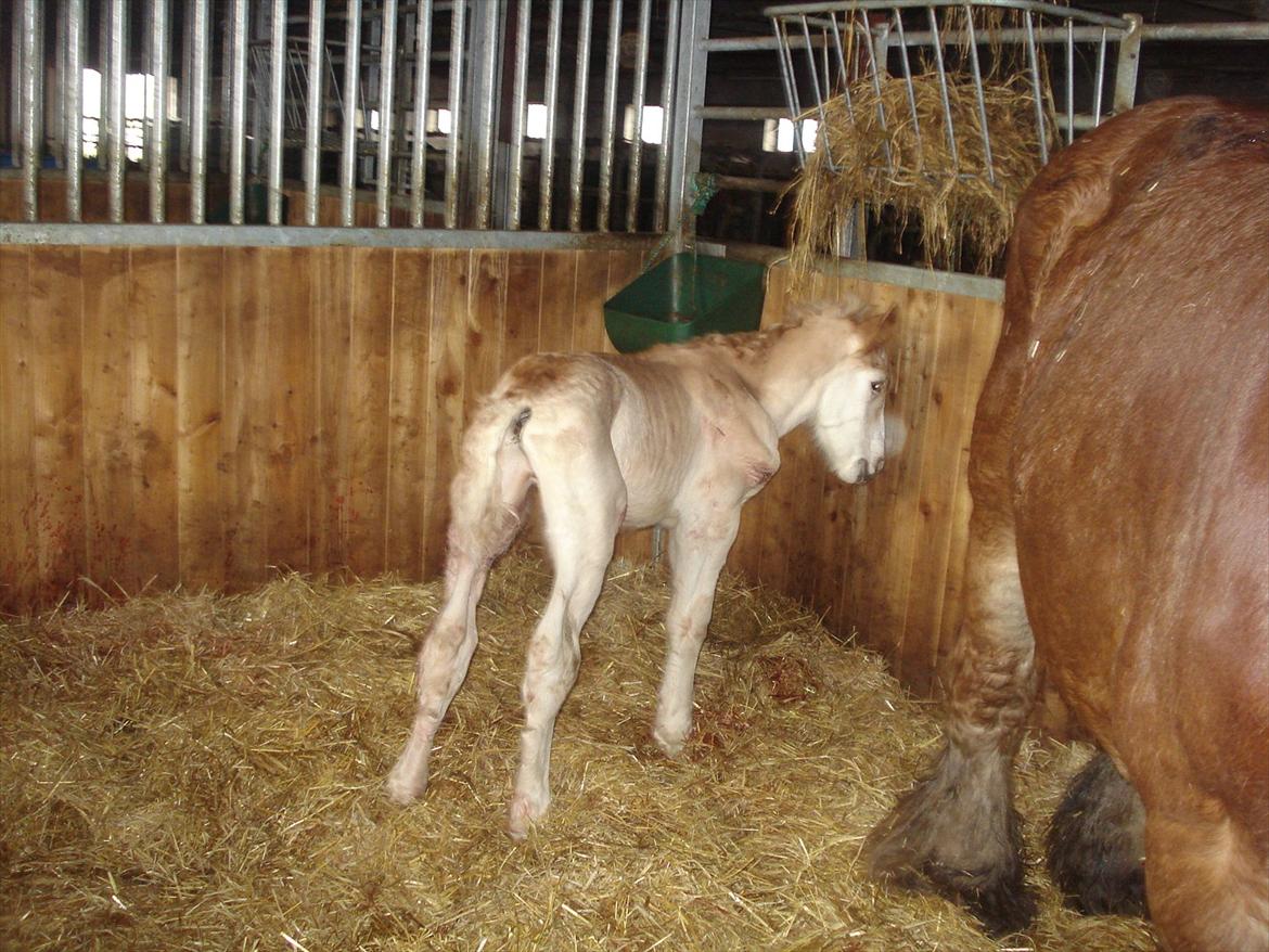 Jyde Alfred Af Veerst RIP - jeg gider ikke stå stille når du tager billeder billede 3