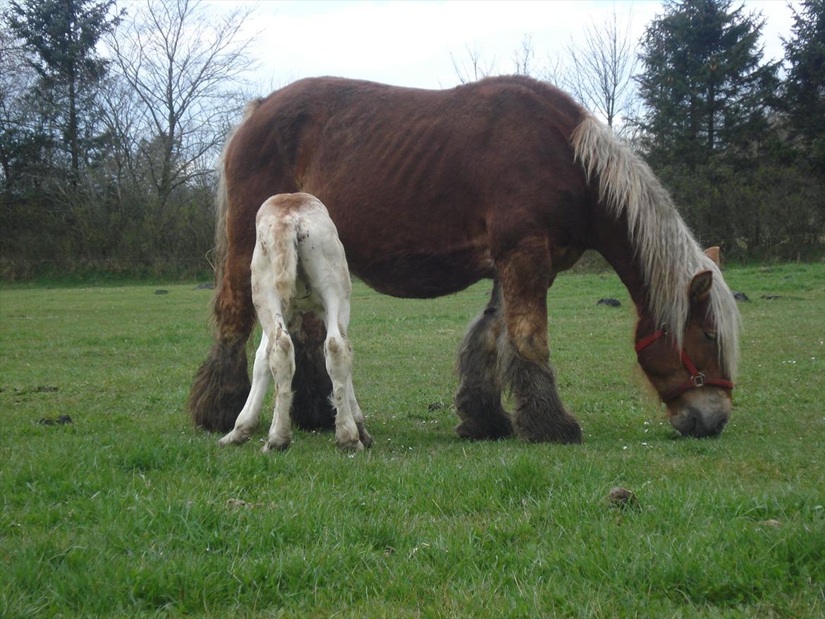 Jyde Alfred Af Veerst RIP billede 5