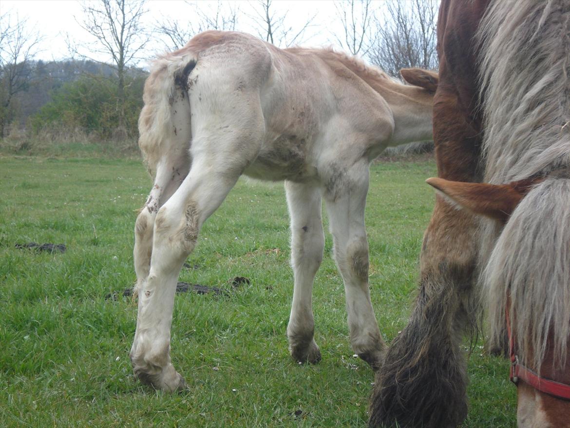 Jyde Alfred Af Veerst RIP - mor stå nu stille jeg er sulten..... billede 6