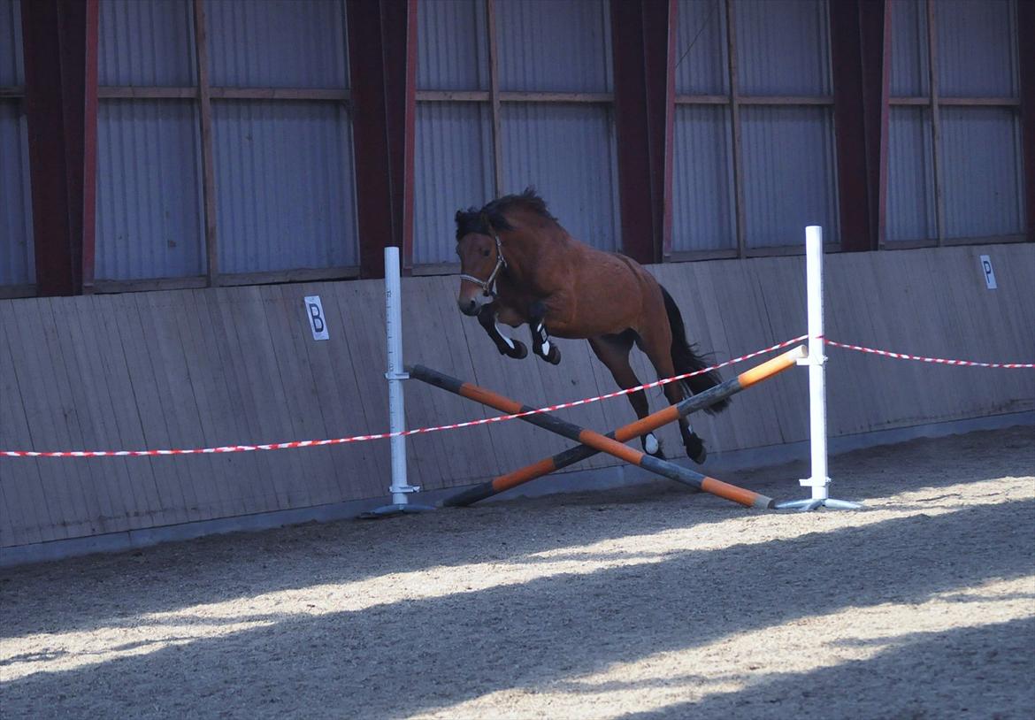 Anden særlig race Rolighedens Barano (B2) - Løsspring 08.04.2012 Endte med en oxer på 70 cm :)  billede 8