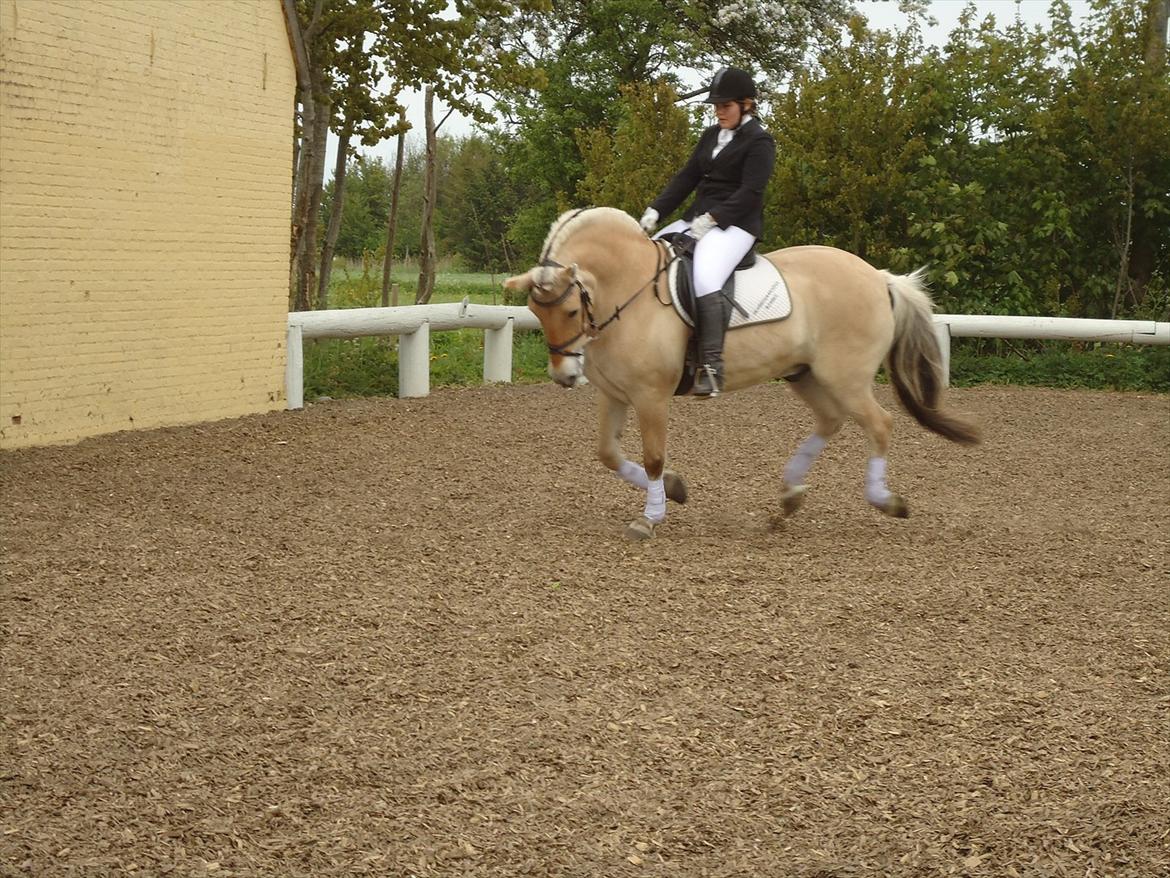 Fjordhest Skarregaardens Bjarke billede 14