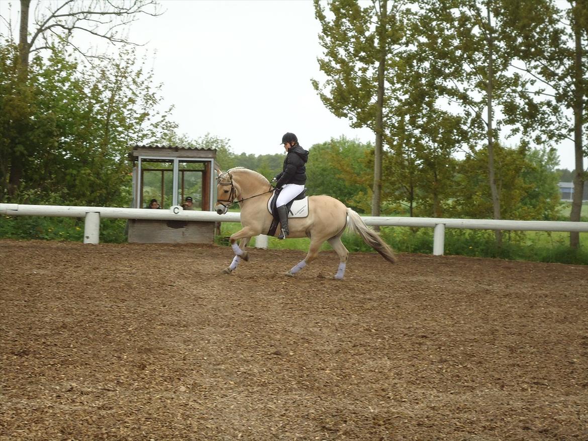 Fjordhest Skarregaardens Bjarke billede 15