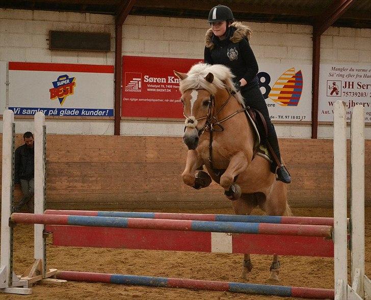 Haflinger Gullith - Træning indedøres :-)  billede 3