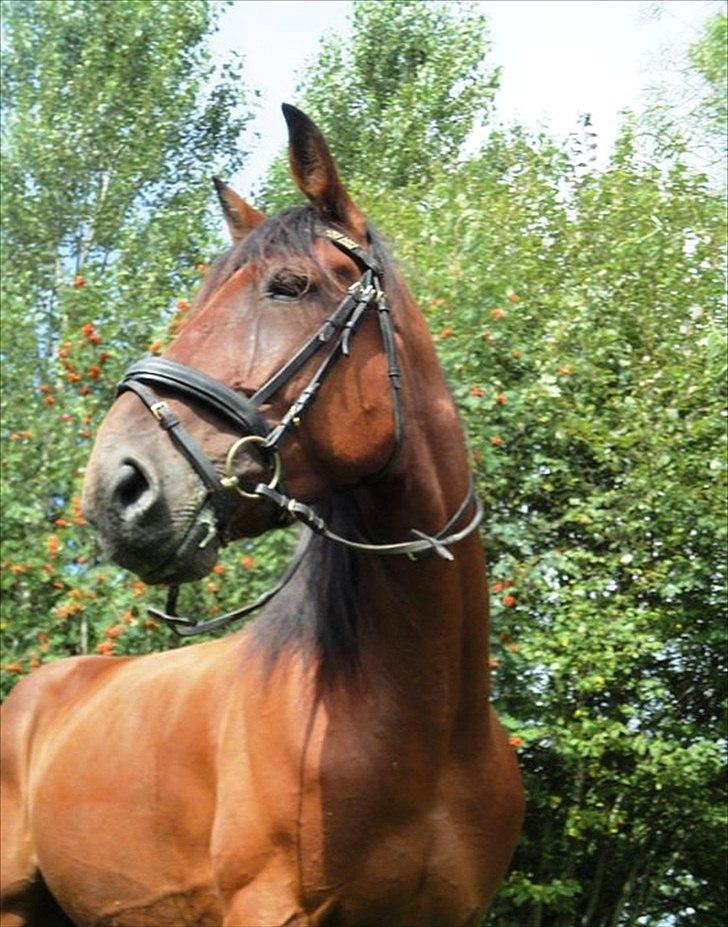 Traver Mike Rechnagel billede 10