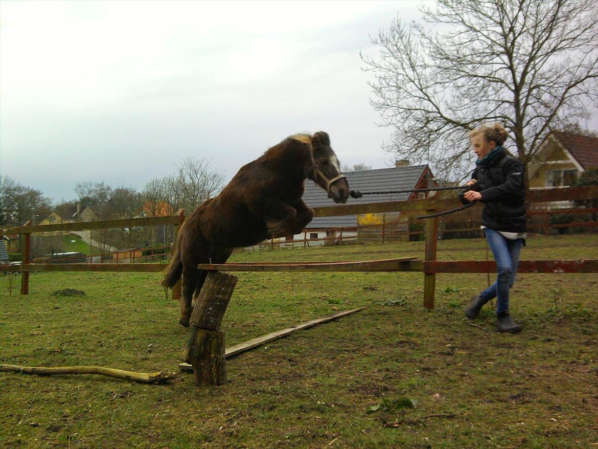 Shetlænder Tot - Springponyen! <3 billede 13