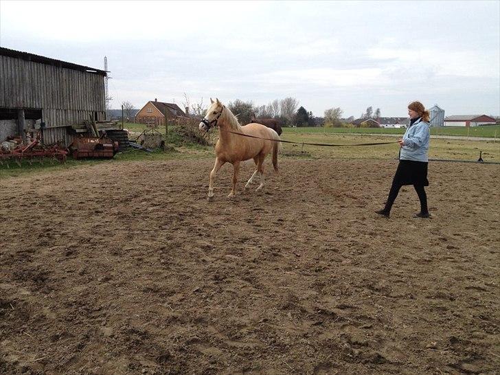 Palomino golden sunshine x solgt - 15-4-12 første gang i longe billede 2