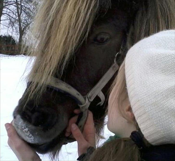 Shetlænder Tot - Sofie og tot i vinters!! <3 billede 16