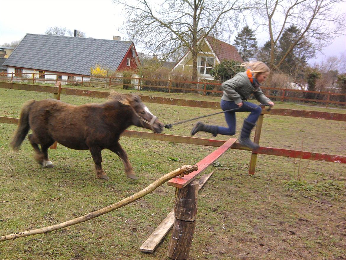 Shetlænder Tot - Dårligt billed.. men bedre end ingen ting!:D <3 billede 19