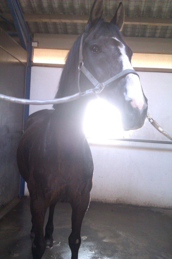 Anden særlig race Apollo - Seje reje!♥
___________________________
Efter spring træning.♥
Hvor han bare var meeeeega hyper!♥
Men vi har bare løst problemet og nu kunne det næsten ikke gå bedre...♥
 billede 16