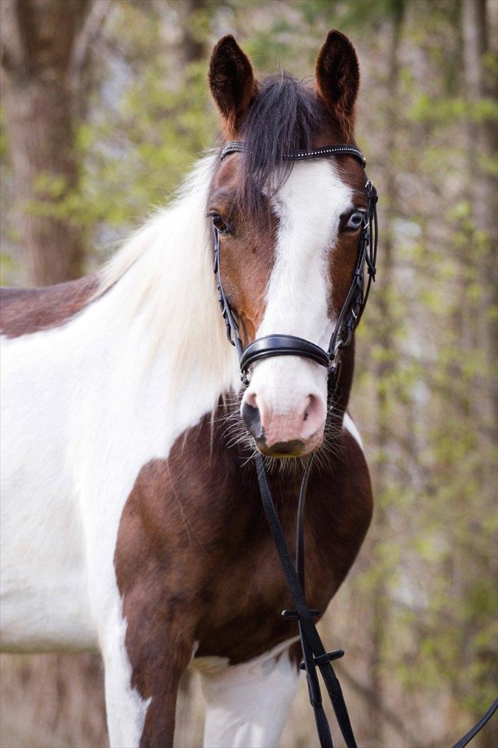 Pinto Berlian Kasar - April 2012 billede 5