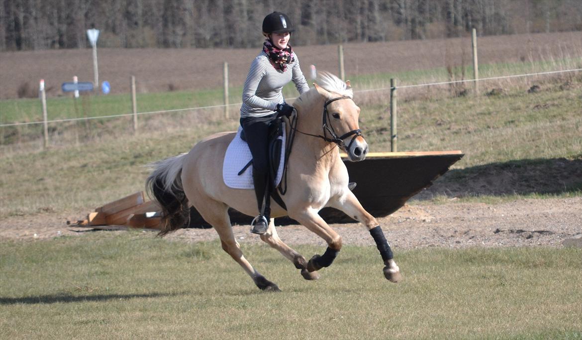 Fjordhest Faldborgs Sofie  billede 19