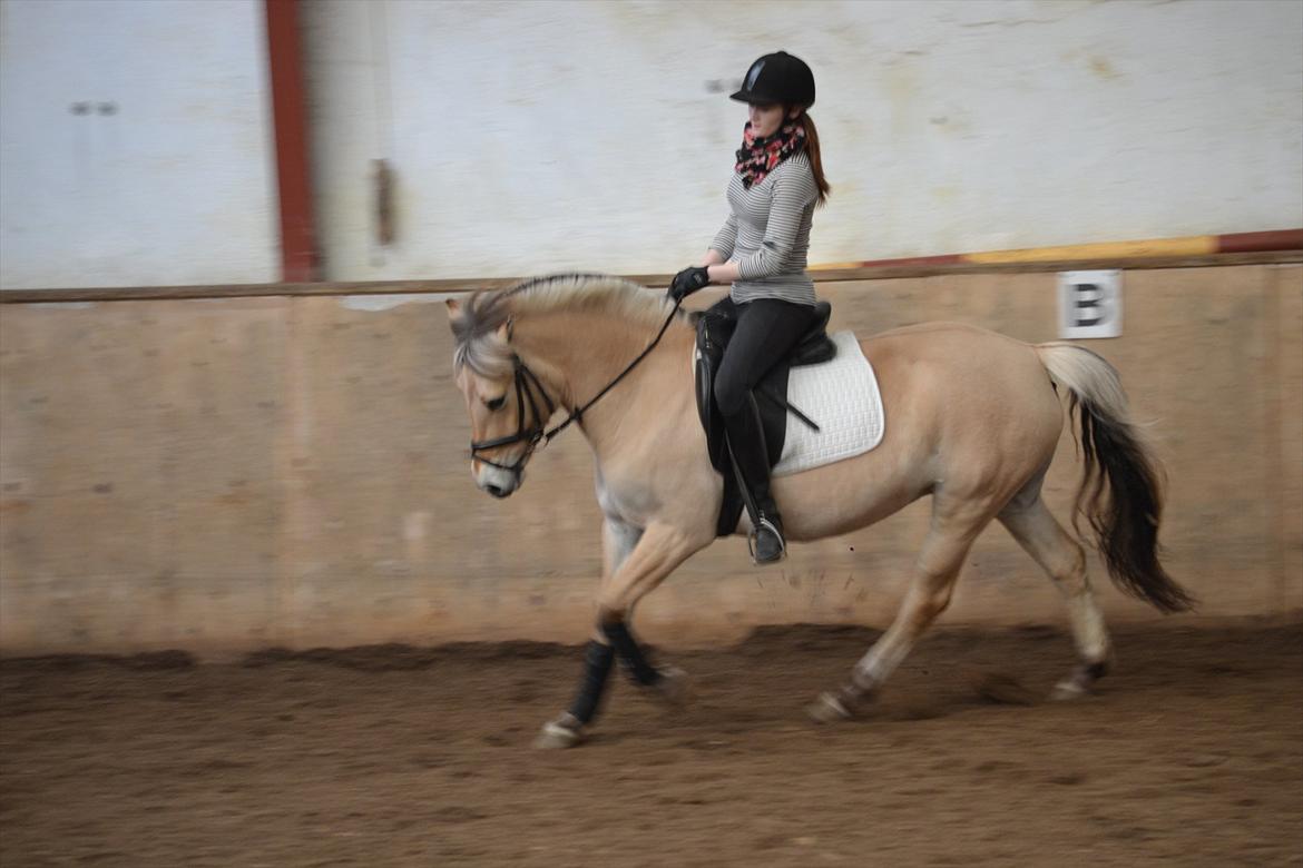 Fjordhest Faldborgs Sofie  - Dressurtræning d 6/4 :) billede 20