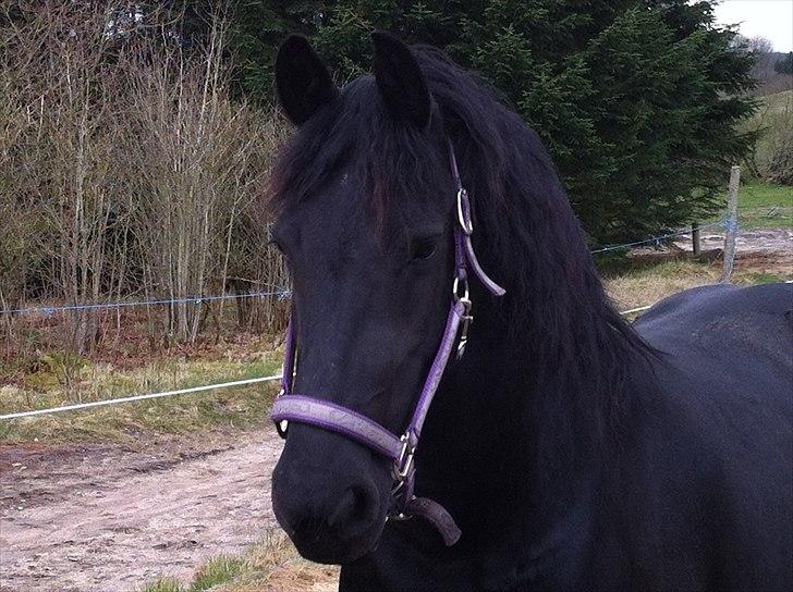 Frieser Cody´s mor Klazina i daglig tale Kaz - Love you beauty <3 billede 3