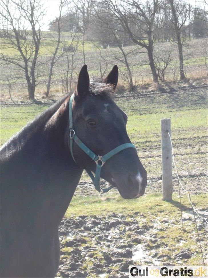 Oldenborg Cille af Casmaslund billede 2
