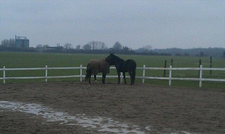 Oldenborg Cille af Casmaslund - Hendes beste 
veninde <3 billede 4