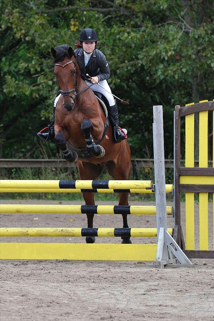 Holstener Triton - Stævne, 110 cm billede 1