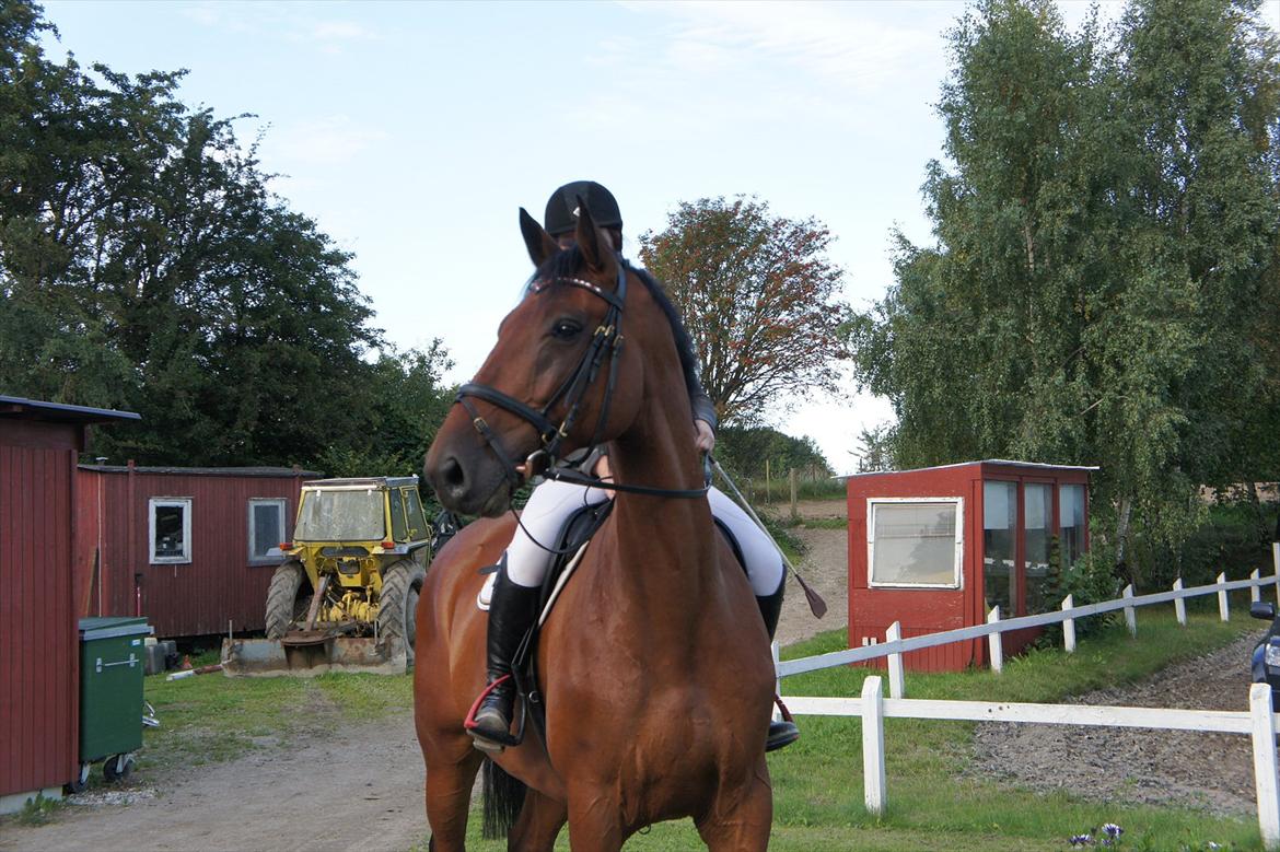 Holstener Triton billede 3