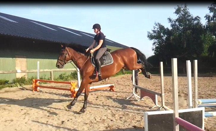 Holstener Triton billede 4