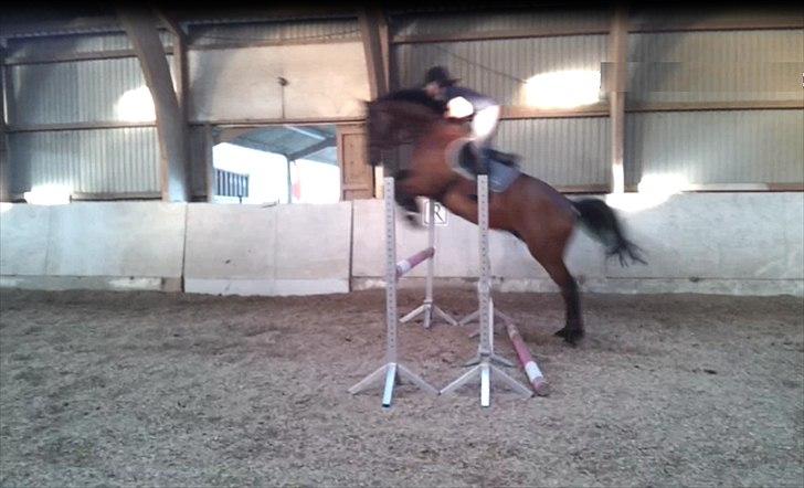 Holstener Triton billede 6