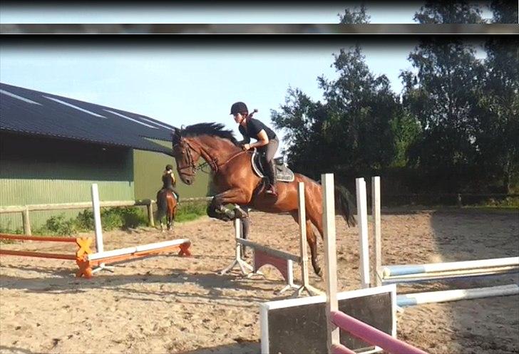 Holstener Triton billede 7