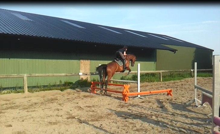 Holstener Triton billede 8