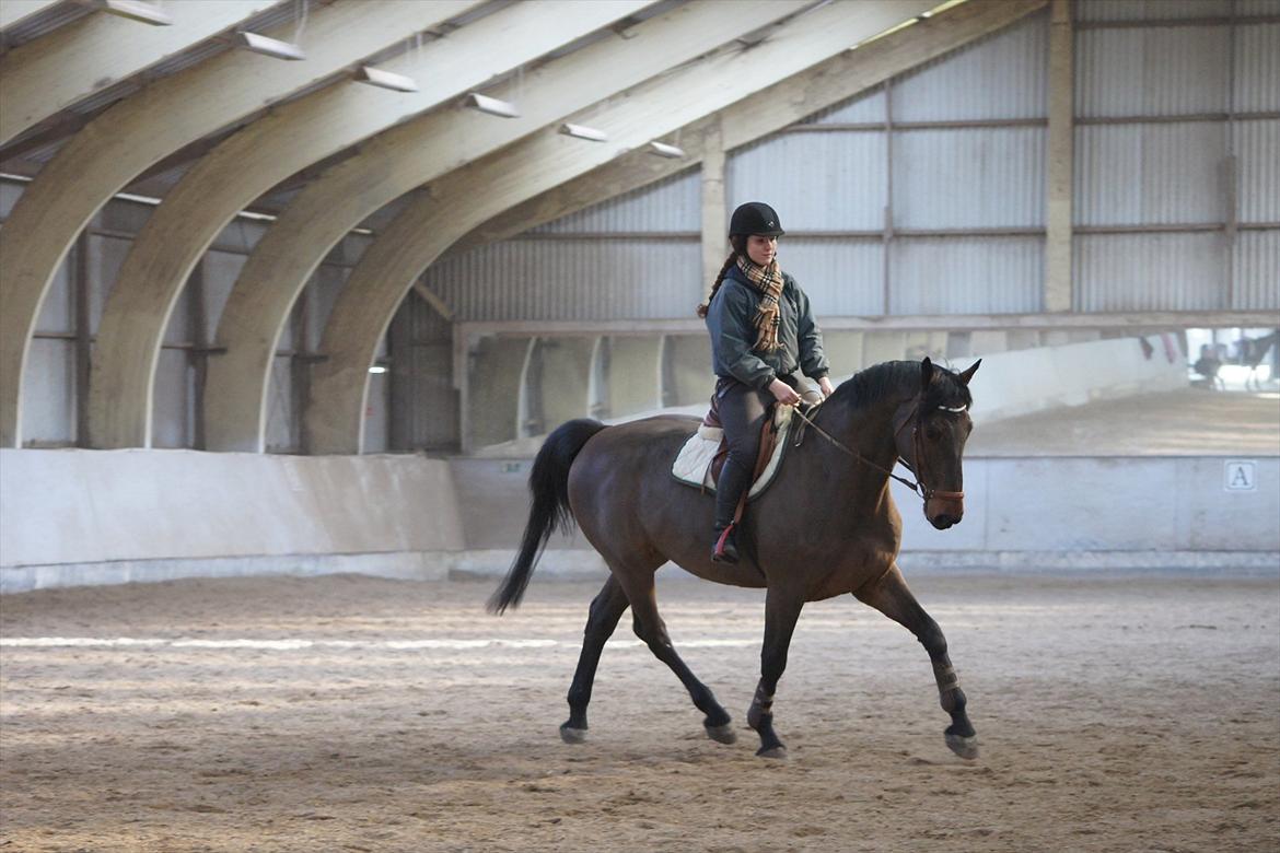 Holstener Triton - under tilridningen. billede 5