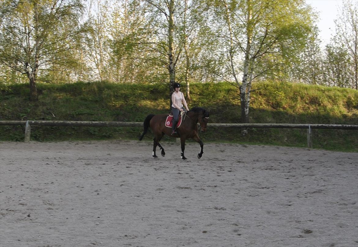 Holstener Triton billede 10