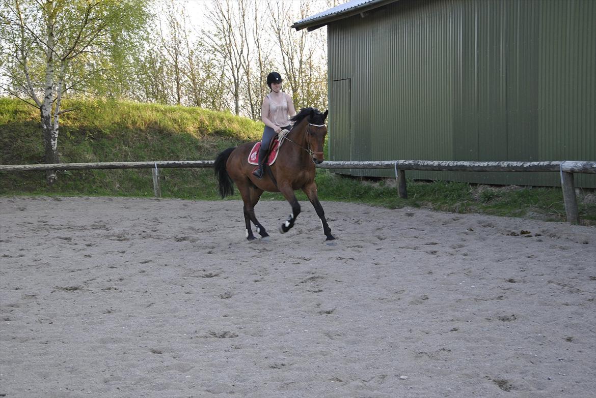 Holstener Triton billede 11