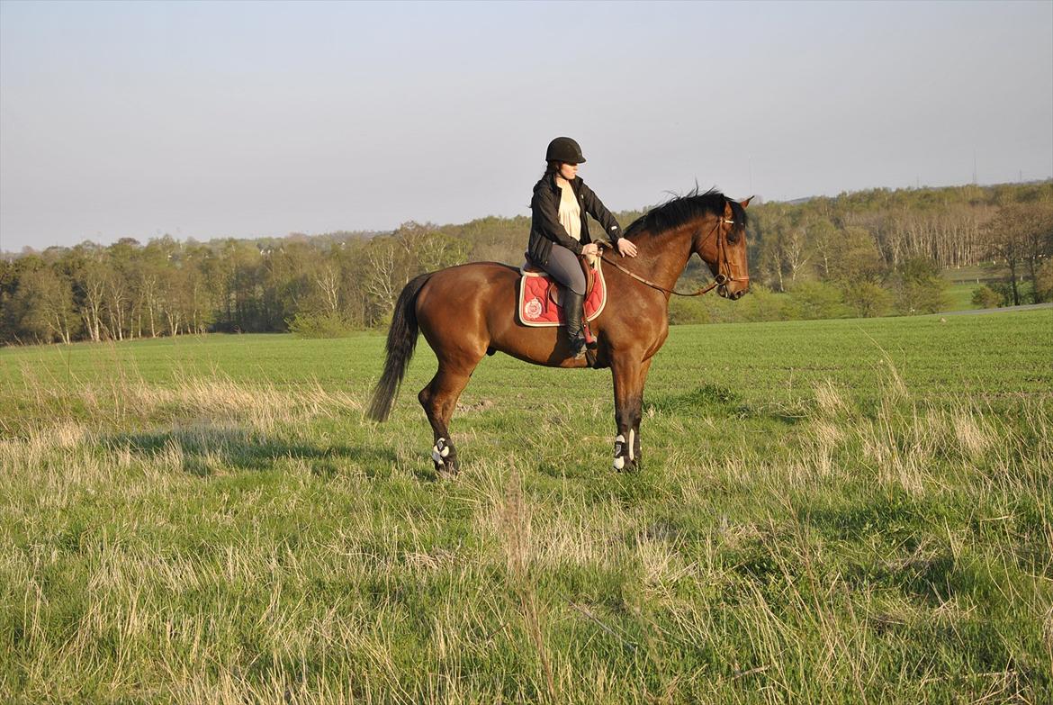 Holstener Triton billede 12