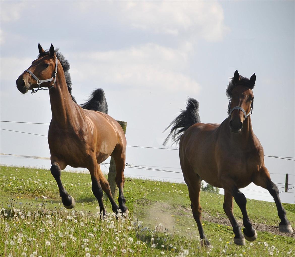 Holstener Triton billede 13