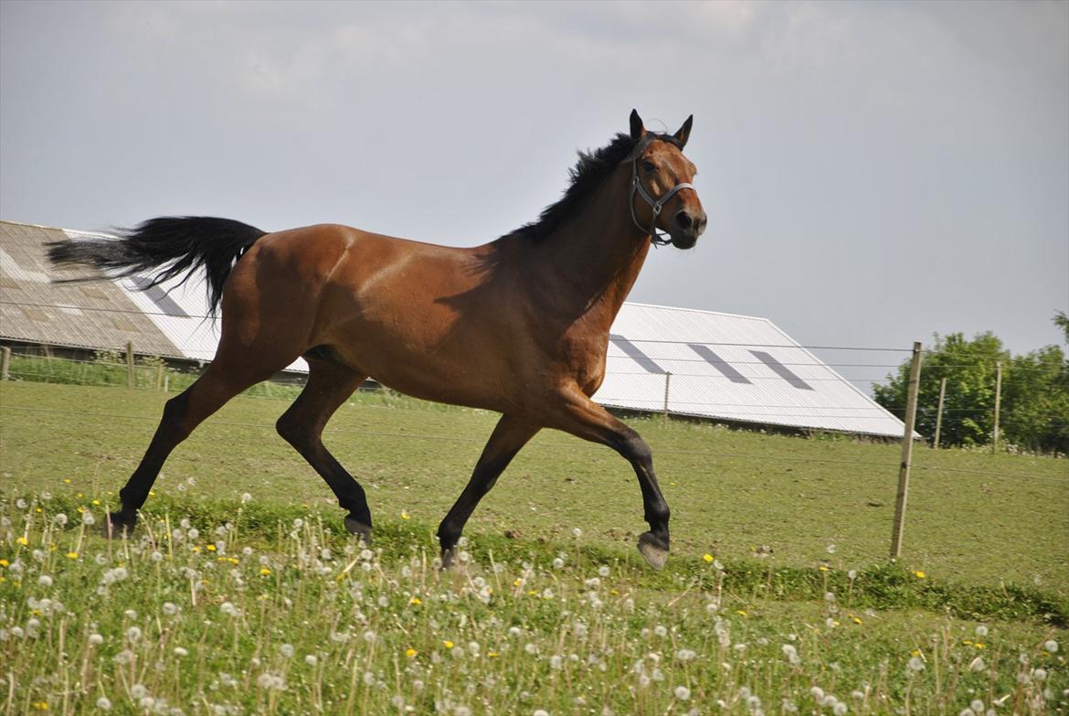 Holstener Triton billede 14