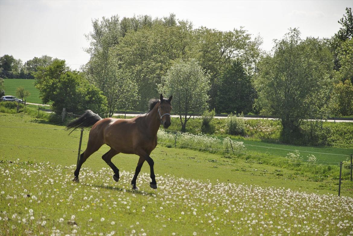 Holstener Triton billede 16