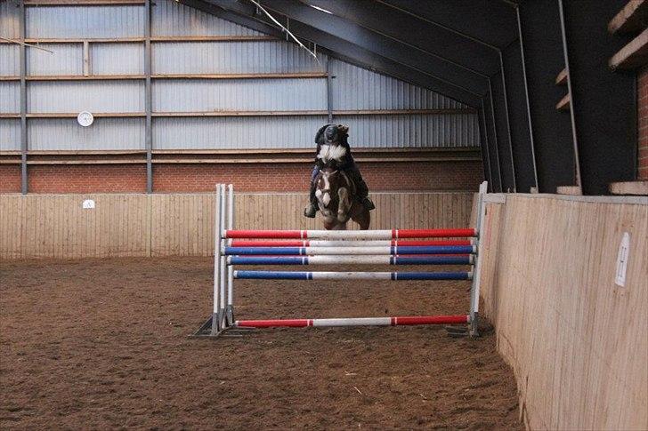 Hollandsk Sportspony Marloes- B-Pony  - 135-140 cm! 
Elsker dig!  billede 20