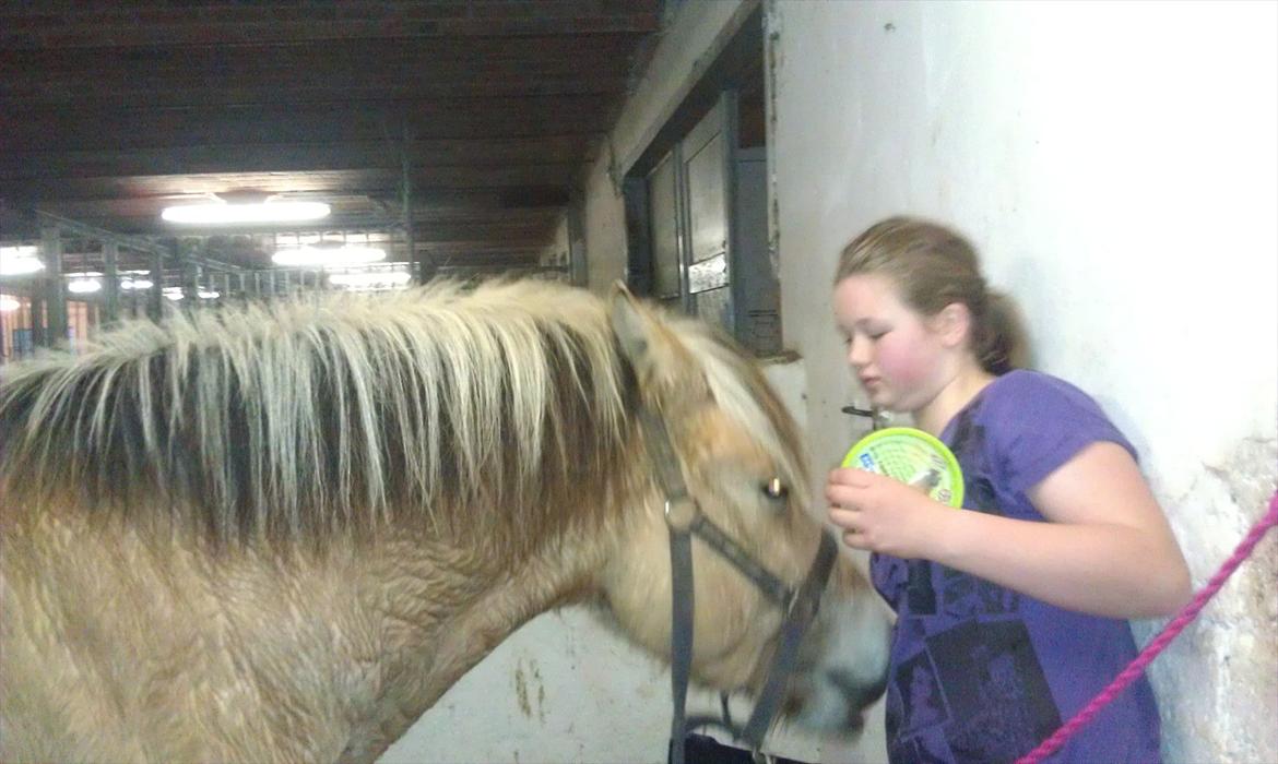 Fjordhest Fjolle - Den svedene og sultene Fjolle
Foto:Min Mor billede 18