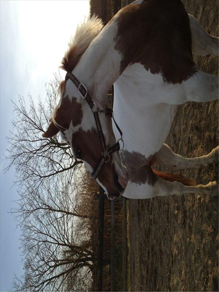 Pinto hidalgo HIMMEL HEST <3 billede 6