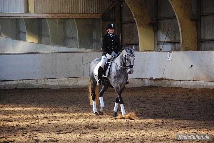 Dansk Varmblod Rosita billede 13