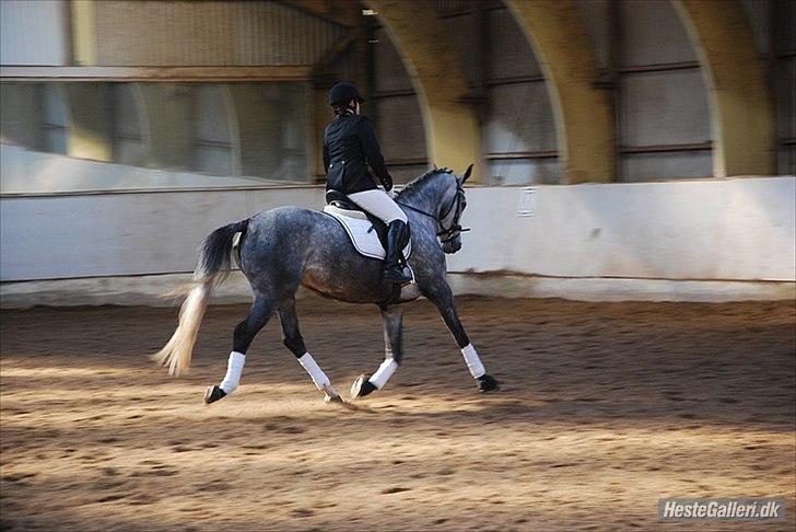 Dansk Varmblod Rosita billede 14